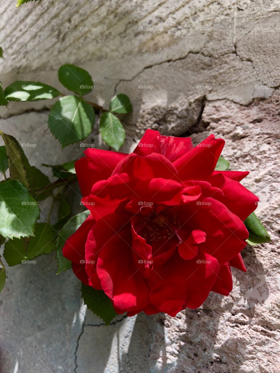 Perfect red rose at the stone wall background 