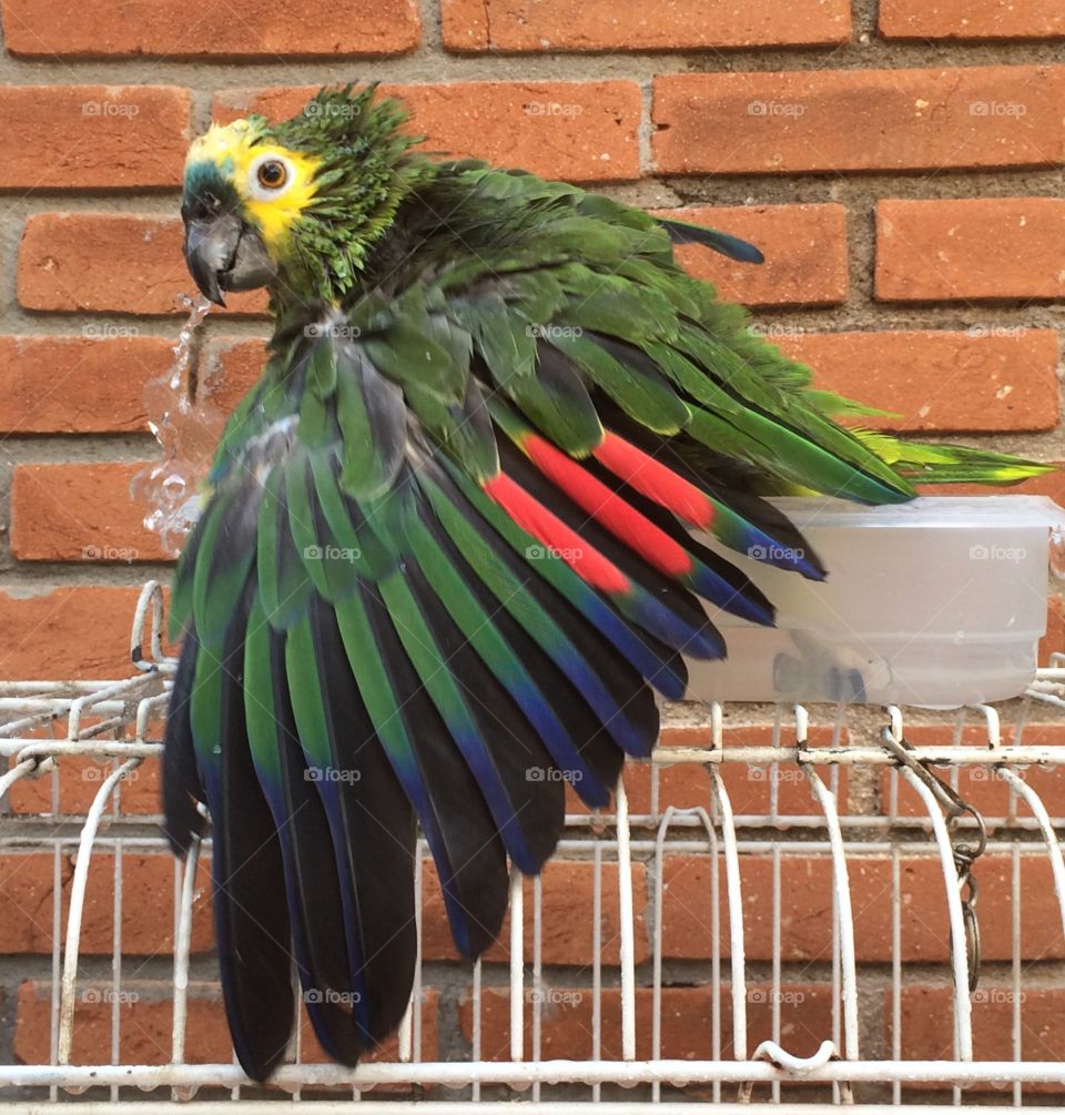 A mistura de cores em um único pássaro 