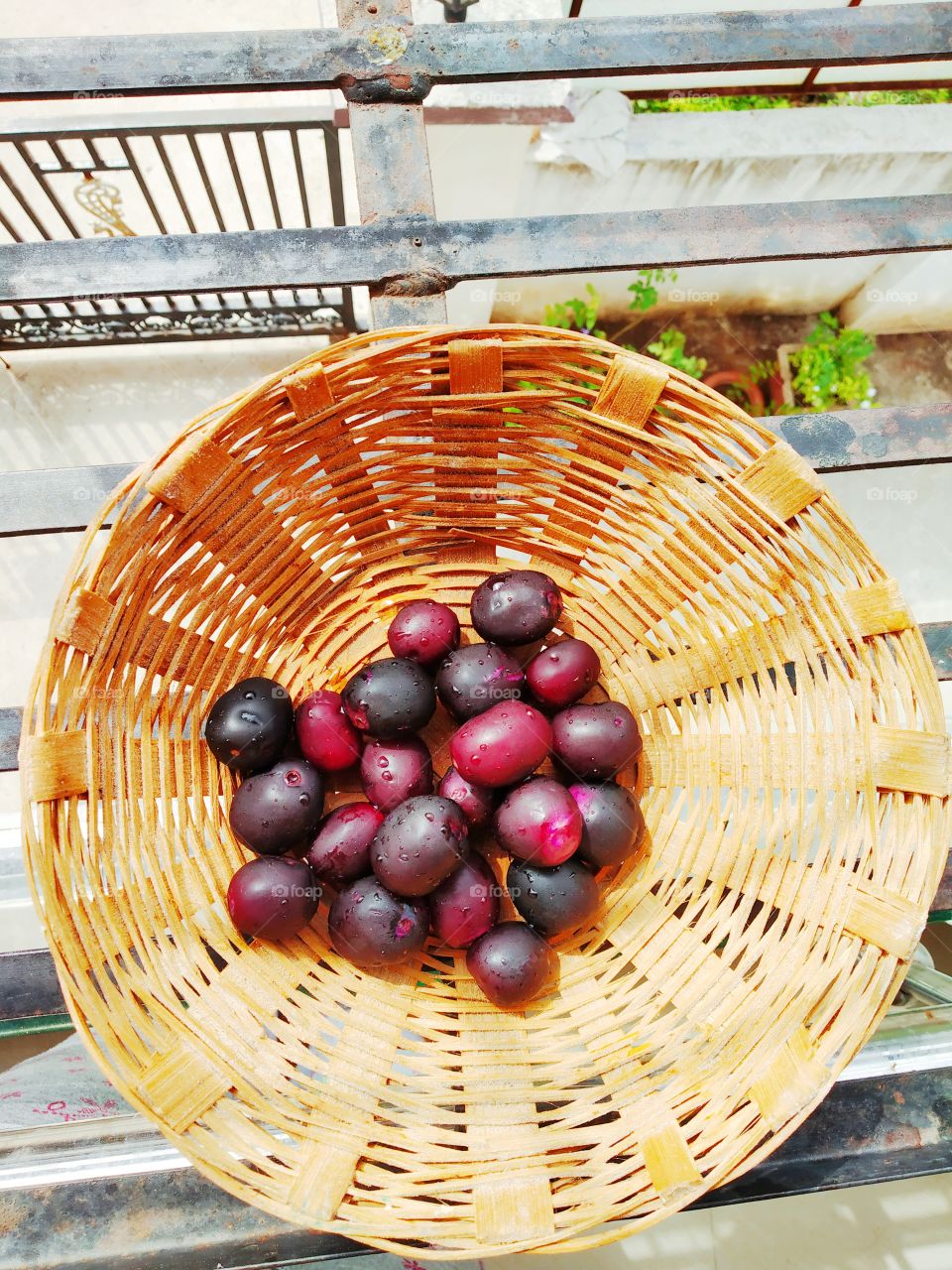 black berry jamun fruit