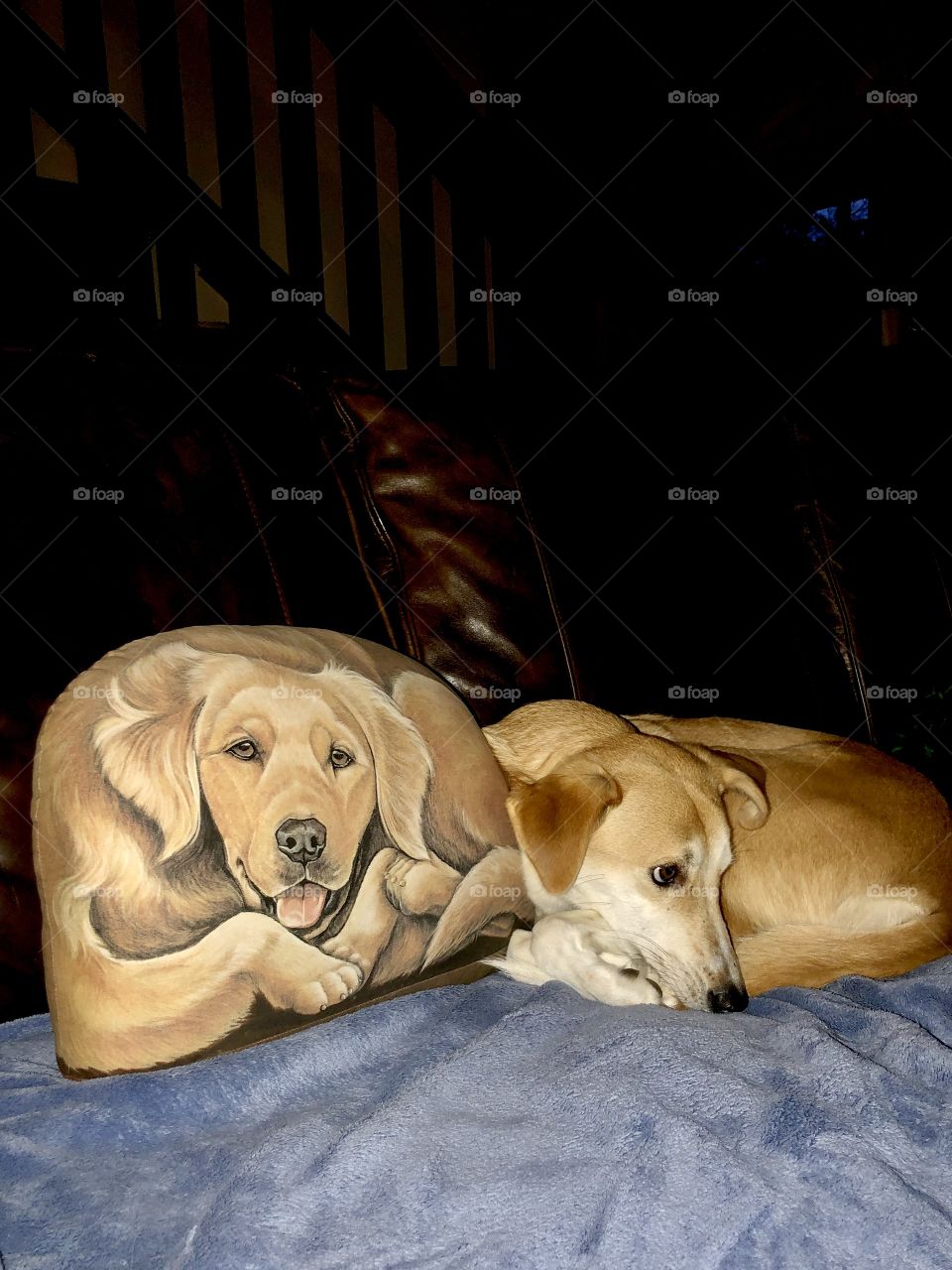 Sweet hound lying beside dog pillow on couch