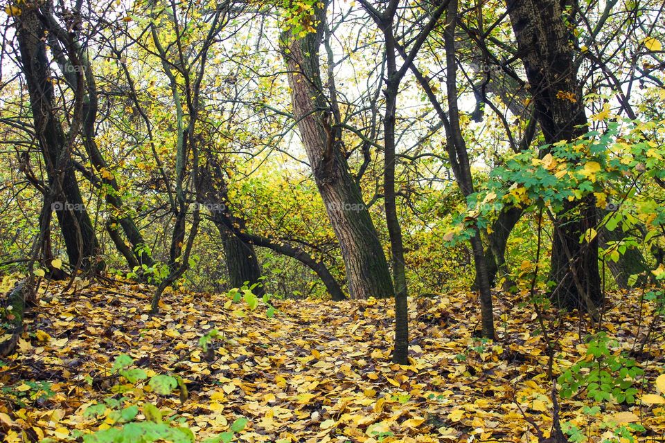 Forest autumn landscape.  View of the trees and grass covered with fallen autumn leaves