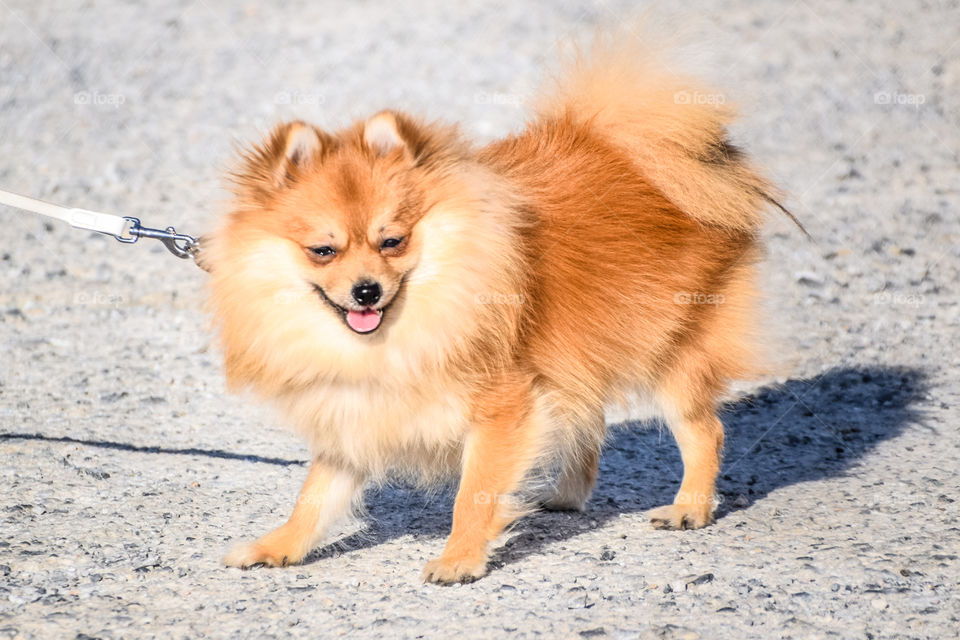 Pomeranian Breed Small Cute Dog On The Street
