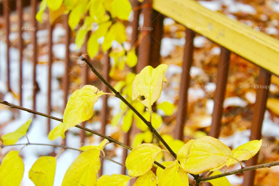 Yellow foliage in winter