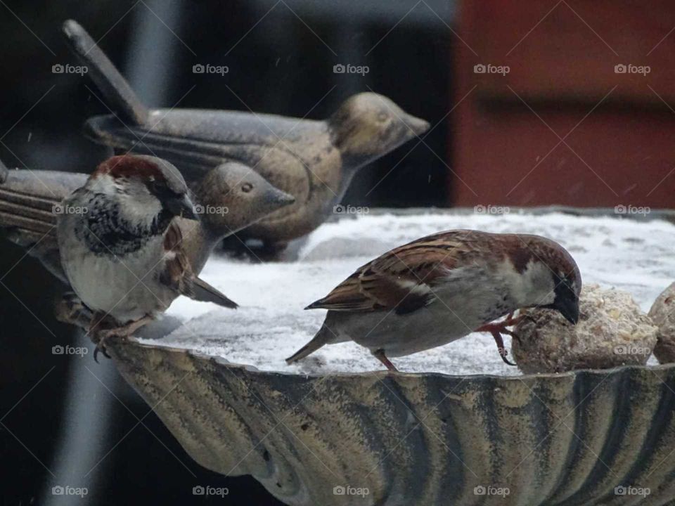 birds fighting over food in the snow