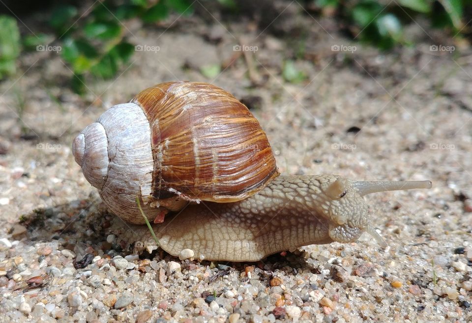 Schnecke Weinbergschnecke Schneckenhaus klein