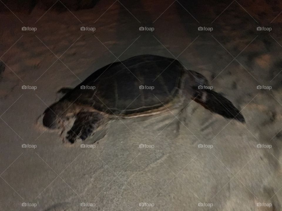 turtle