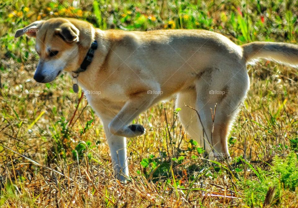 Dog In The Golden Hour. Family Dog In Golden Sunlight
