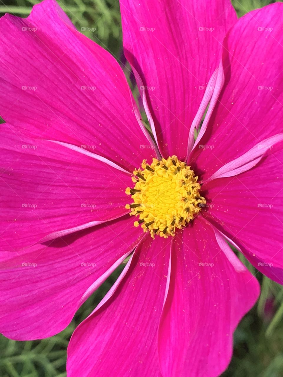 Pink flower 