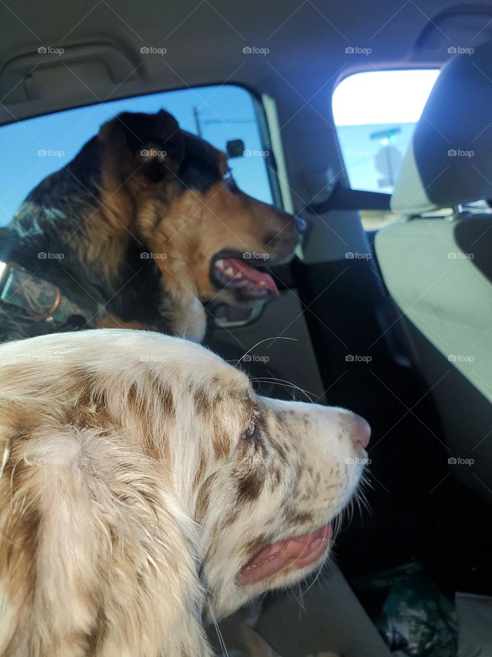 Taking a drive in the car and loving it! Best Friend Texas Heeler Puppies