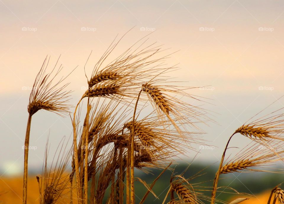 wheat ears