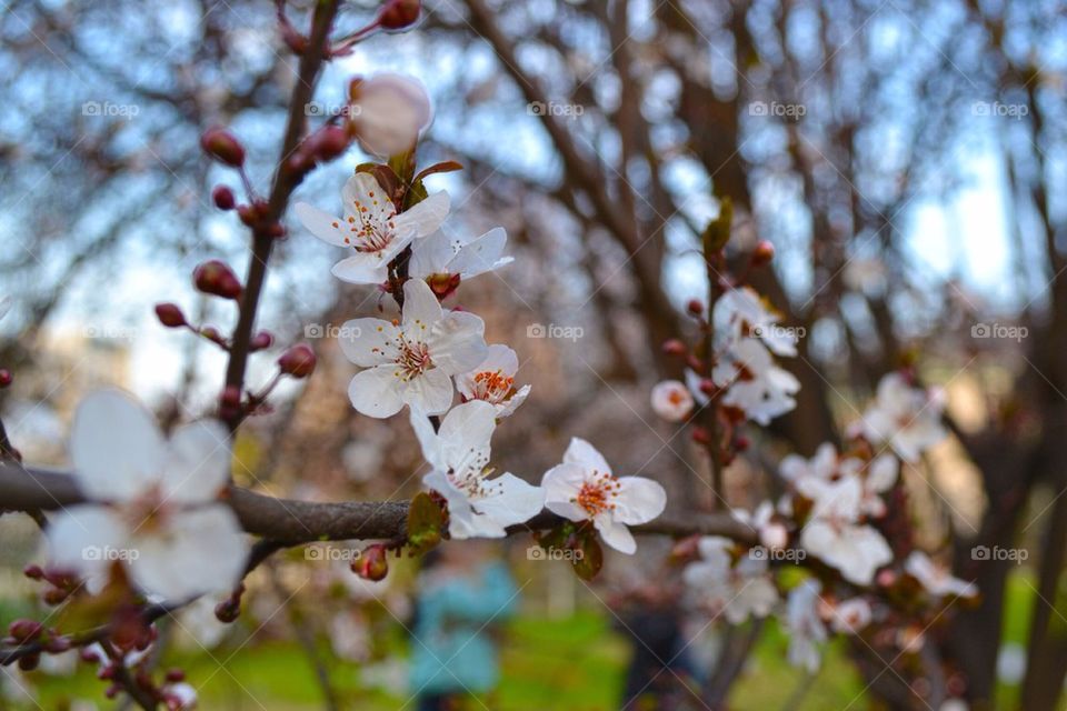 Cherry Blossoms