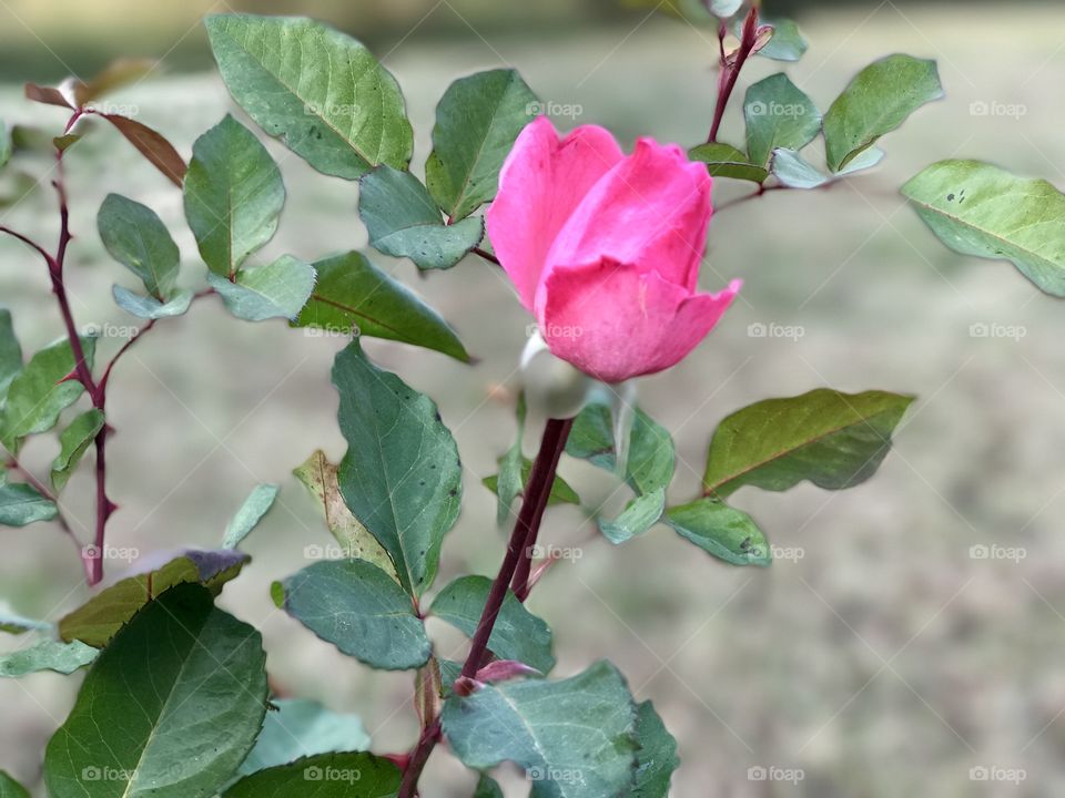 Lone rose