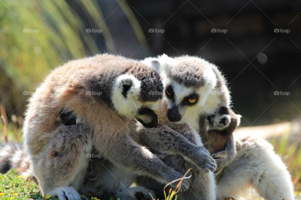 Lemur family