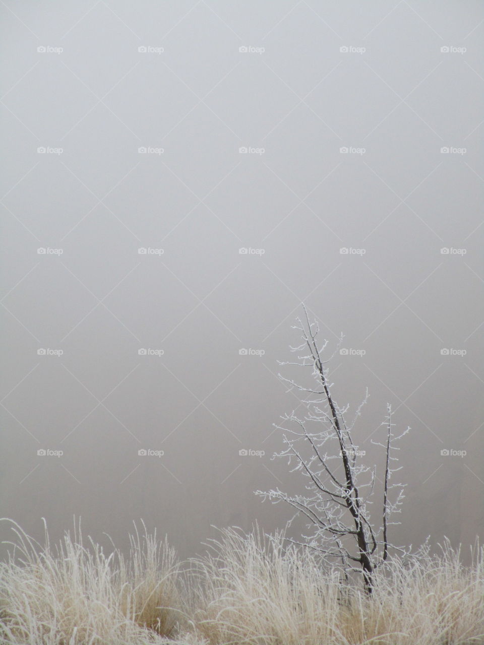 A fresh coat of frost on trees and wild grasses with Smith Rock slightly visible through morning fog on a Central Oregon morning. 