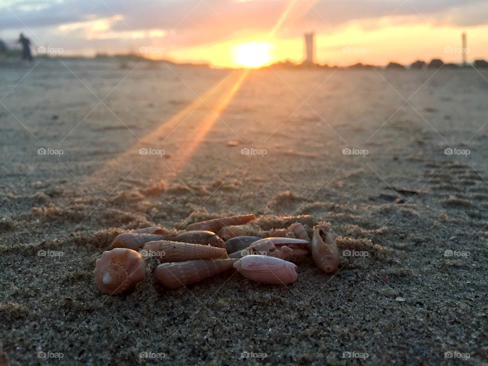 Shells at Sunset 
