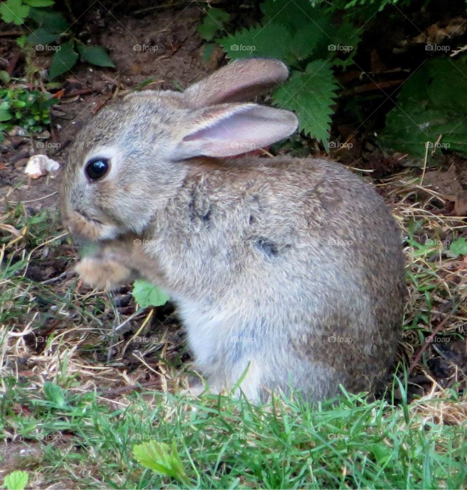 cute rabbit