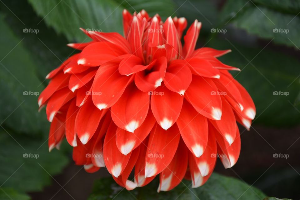 flower red dalia by tfmiller