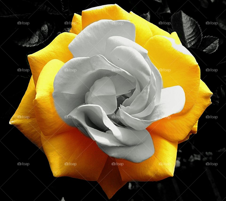 artistic view of yellow rose in grey