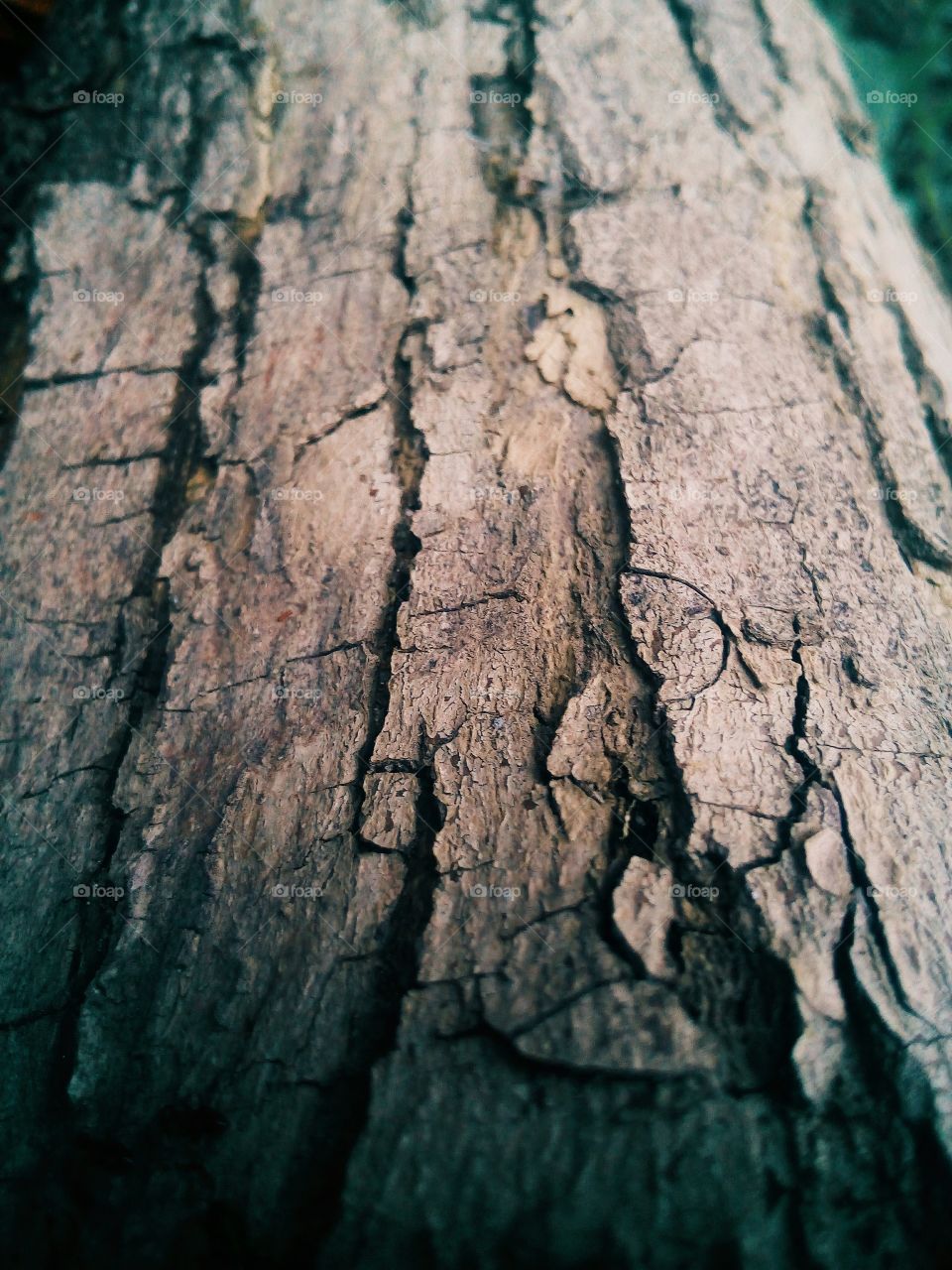 Micro Look At Greyish Bark from an Old tree.