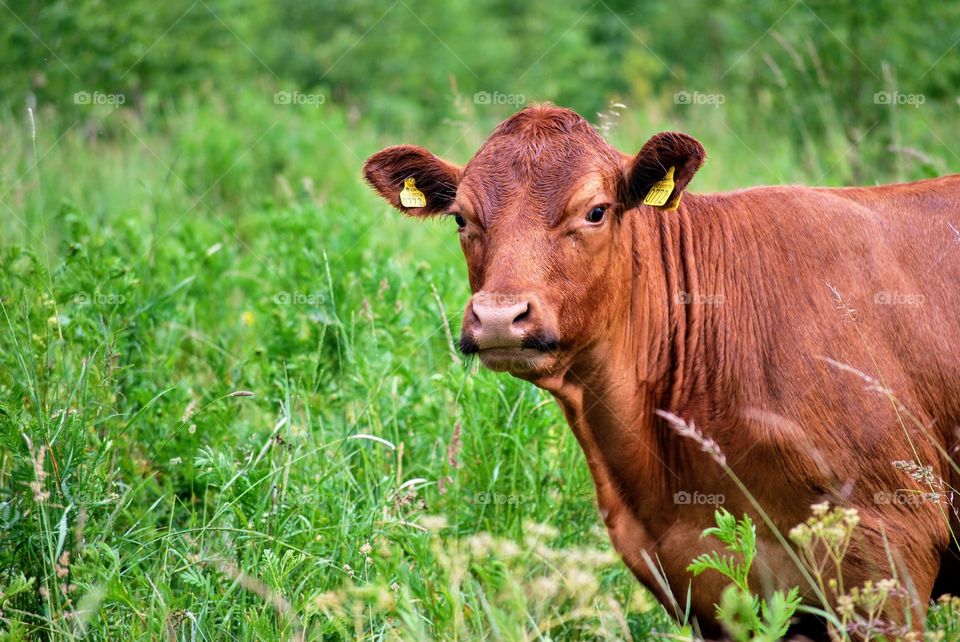 Cow on summer pasture 