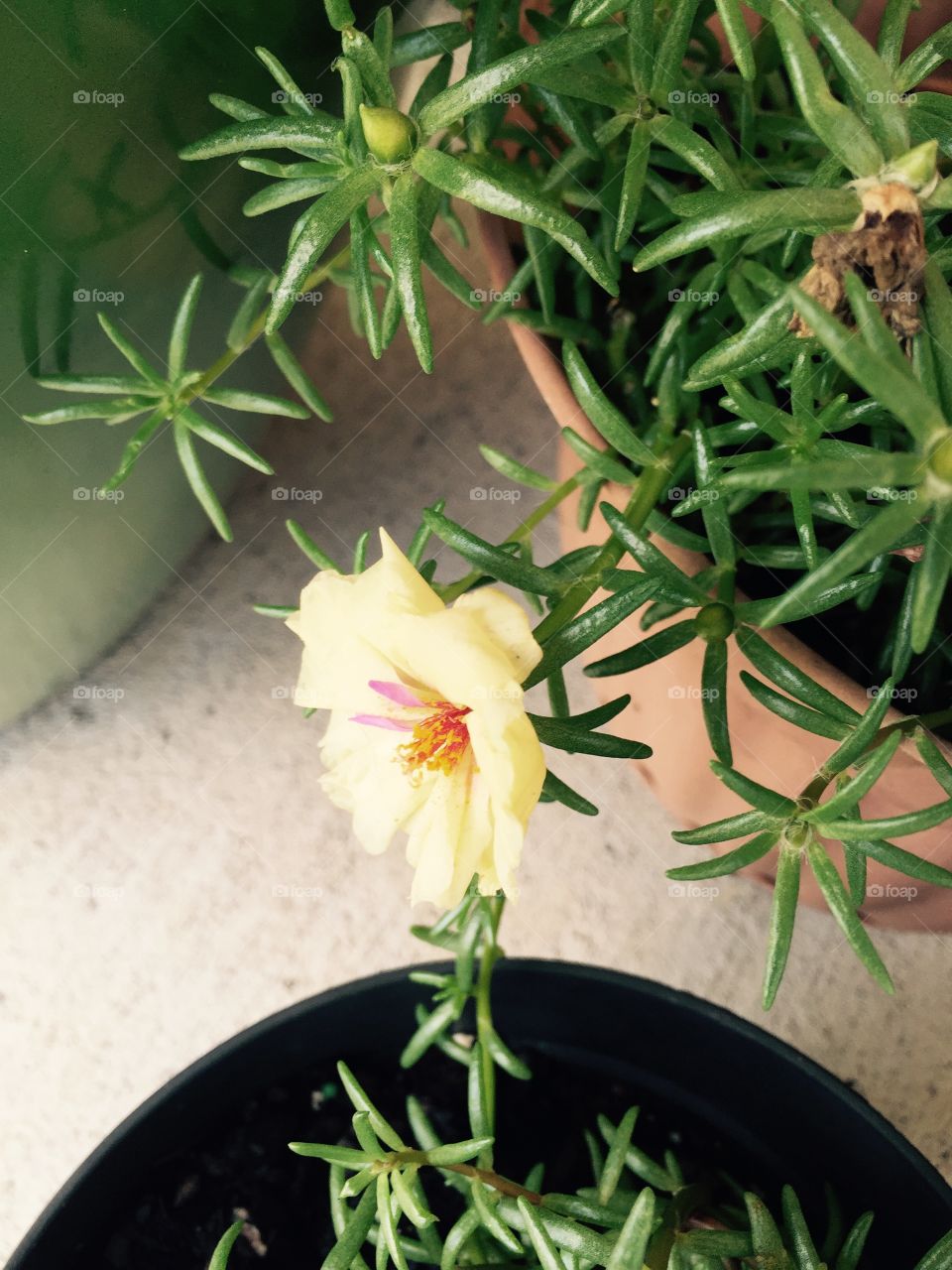 Flower in pot . Flower on a patio 