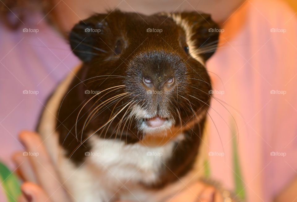 Person holding guinea pig