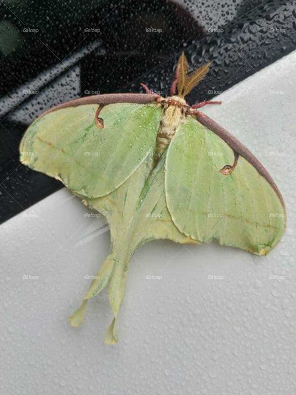 large moth staying dry