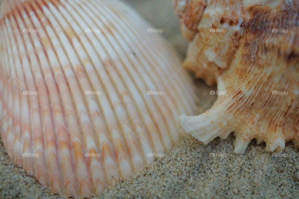 Close-up of sea shells on sand