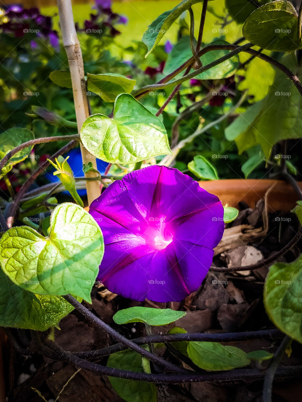 our beautiful petunias just started blooming...love how they look like they're glowing first thing in the morning!