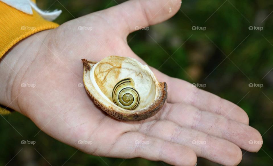 snail in the hand