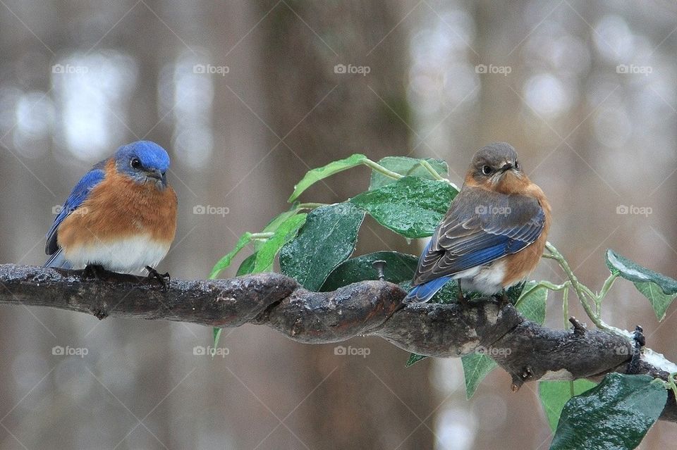 Bluebirds. Winter visitors