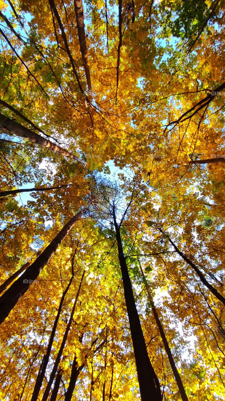 autumn Forest view