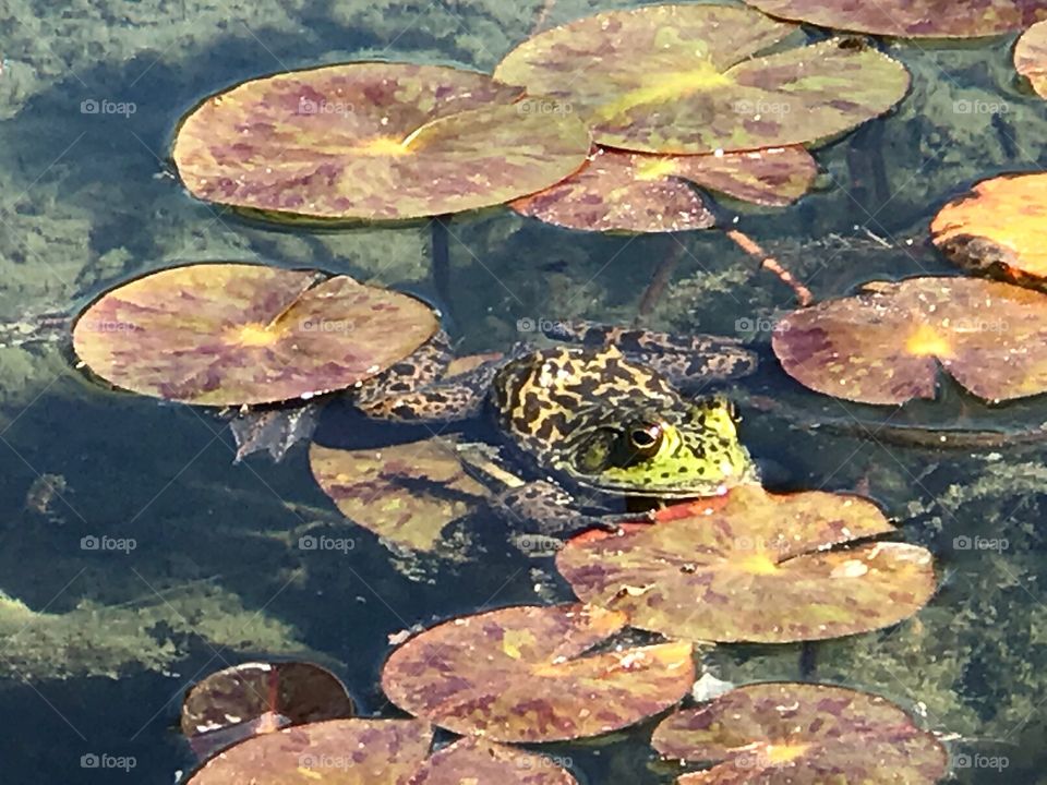 Resting on a lily pad