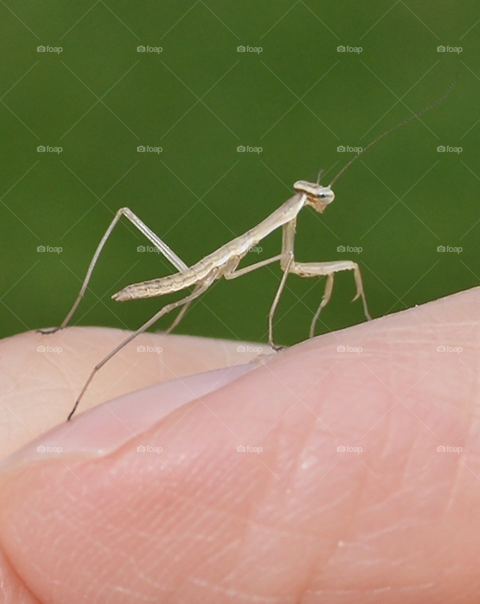 Newly hatched praying mantis 