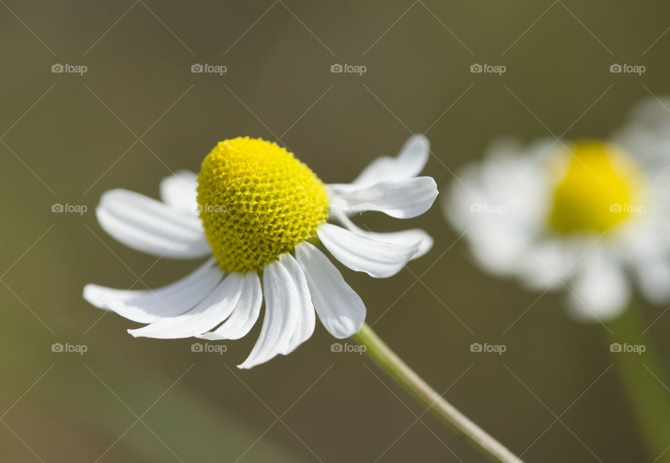 Beautiful Summer Blooming Camomile Close Up