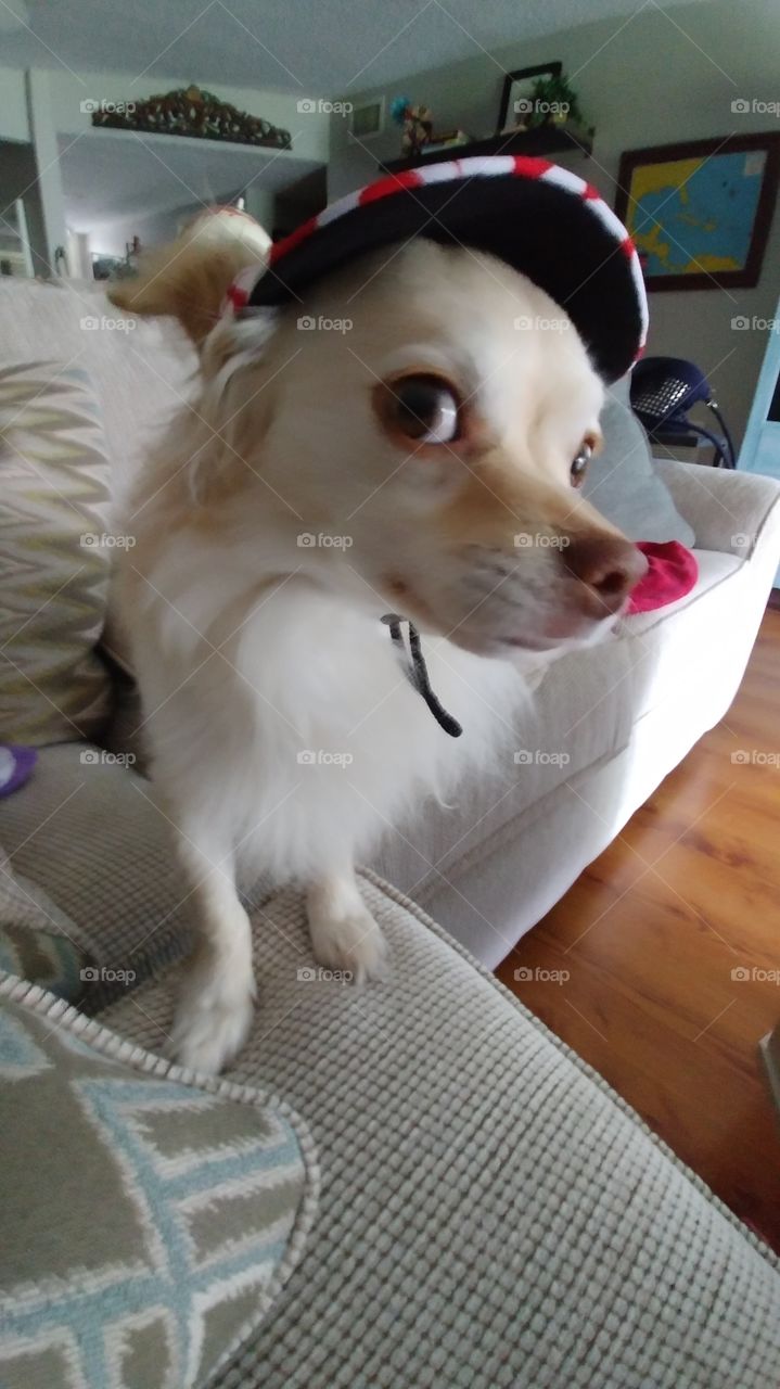 dog wearing hat