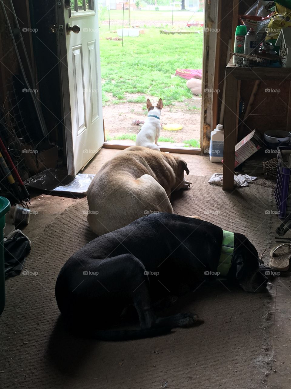 One,two,three all in line one on duty! Small big medium. Two napping while one watching .