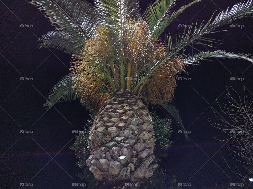 Palmera bajo la blanca luz de la noche.