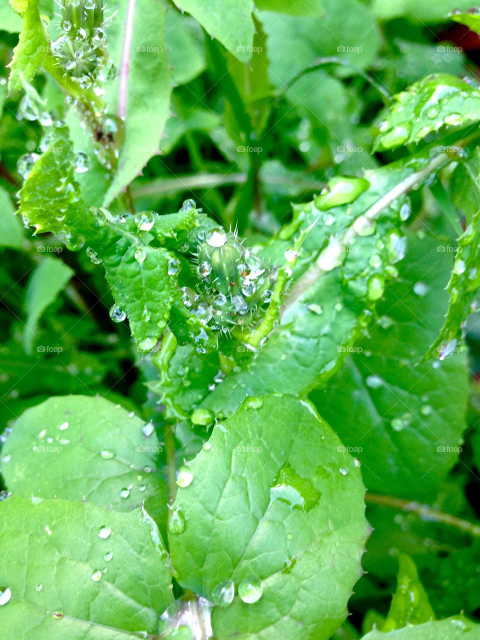 I Love Weeds

Published by:
HappyBrownMonkey 