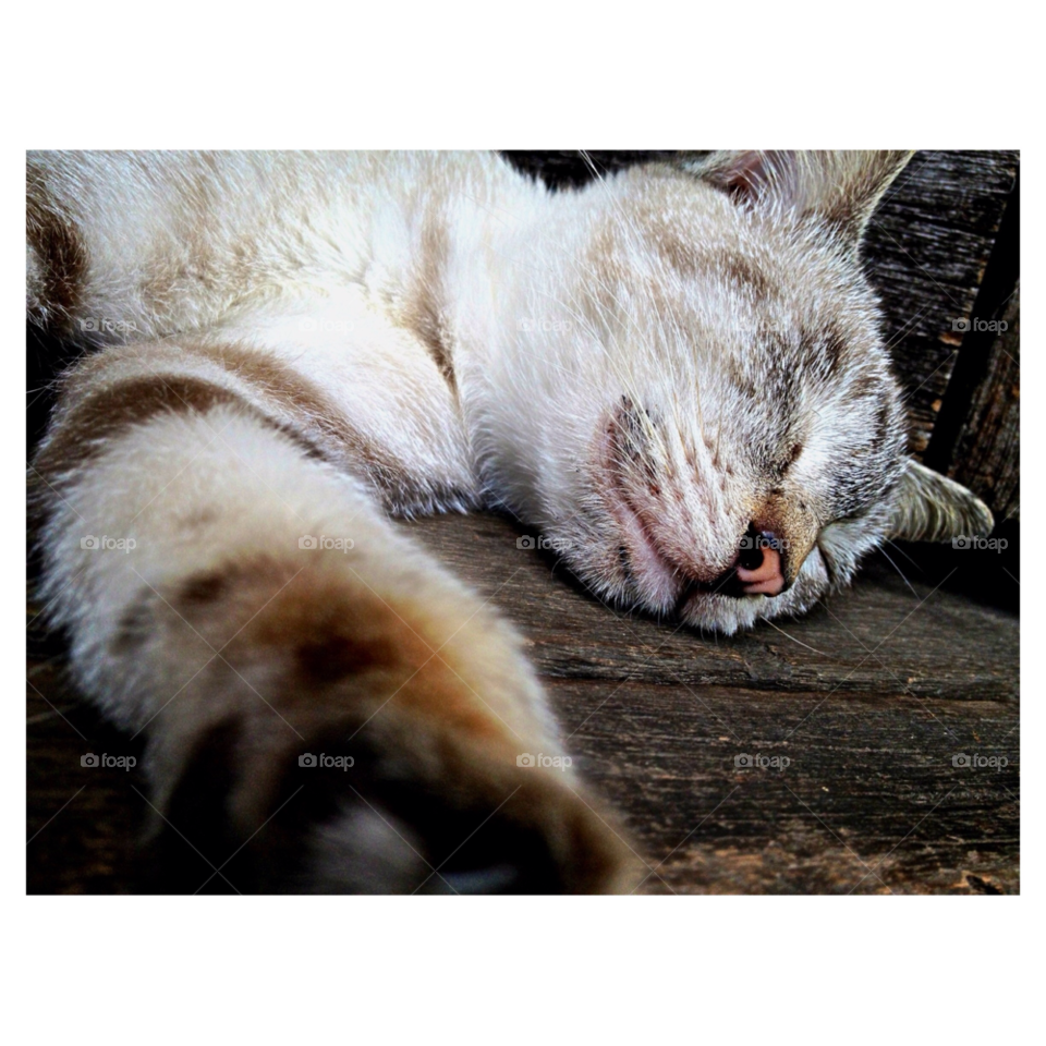 cat sleeping sarawak malaysia by rohaizudden