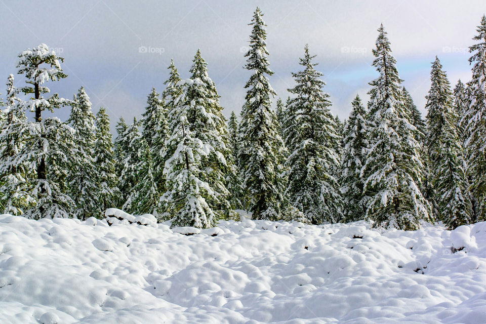 Trees in the Snow