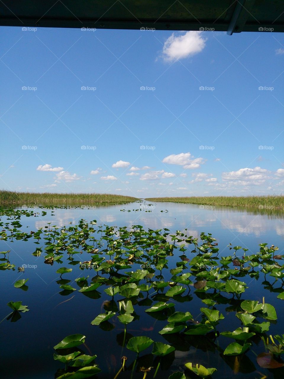 everglades