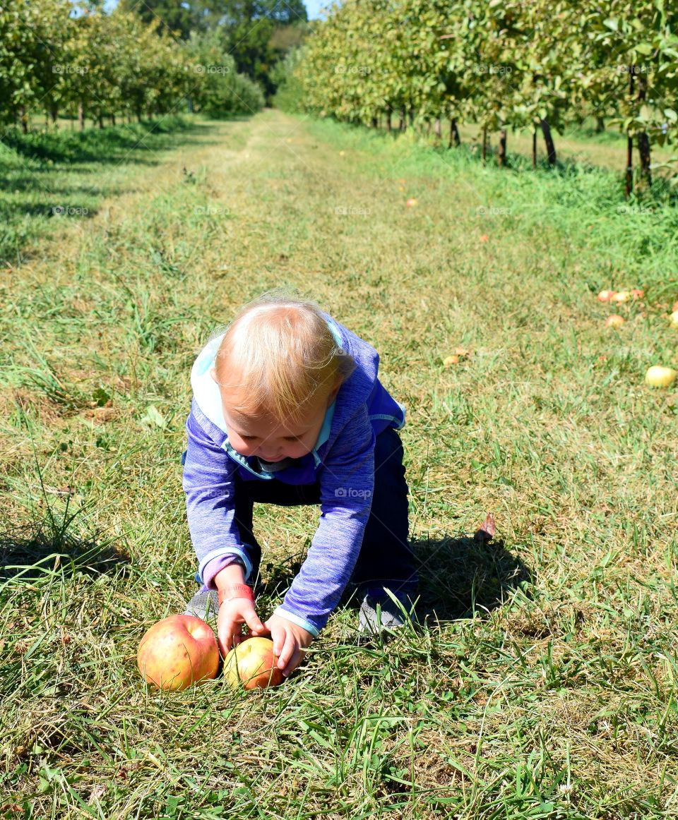Apple Orchard Toddler