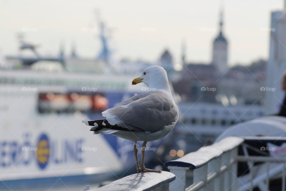 Sea gull