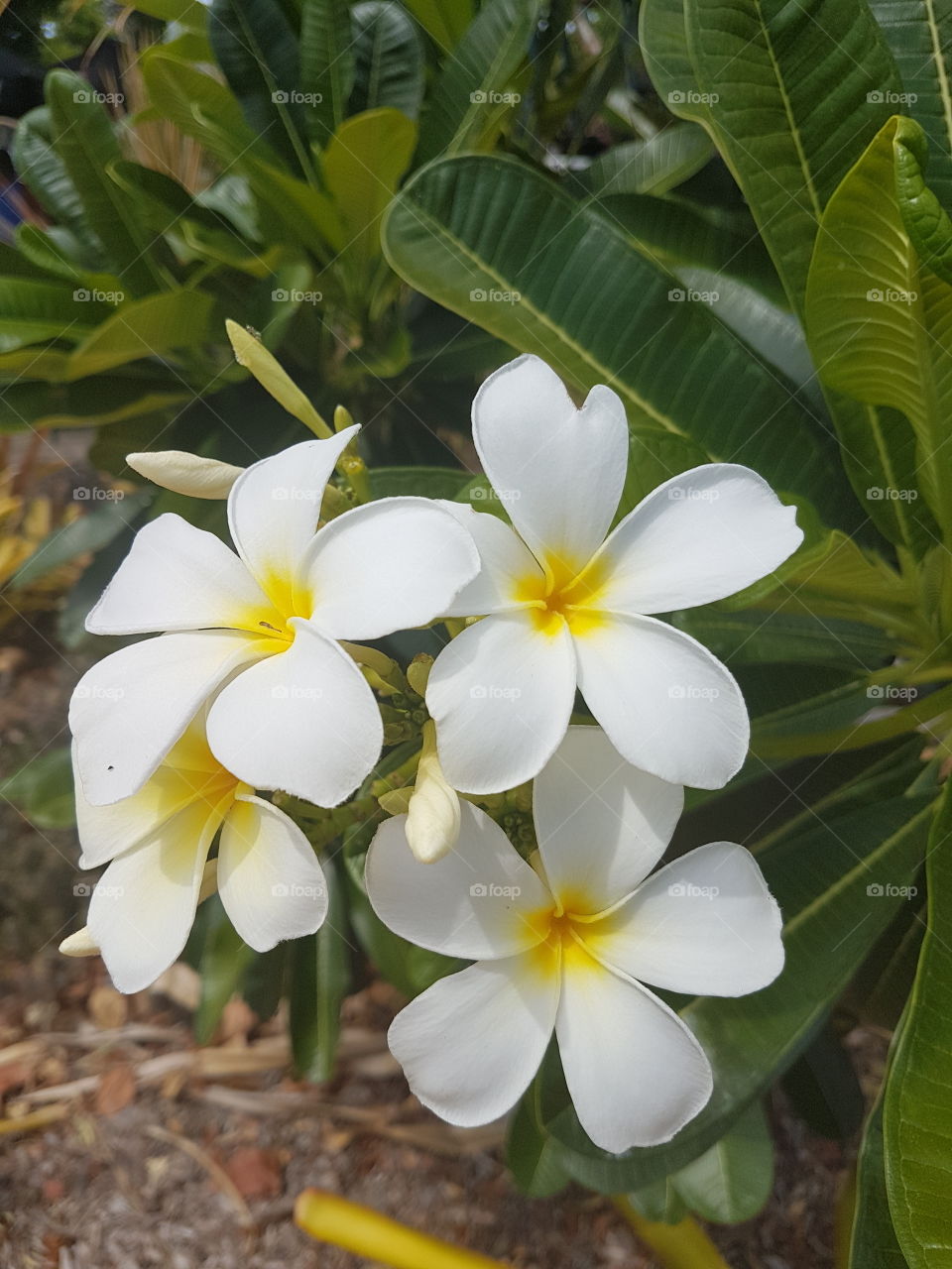 Frangipani