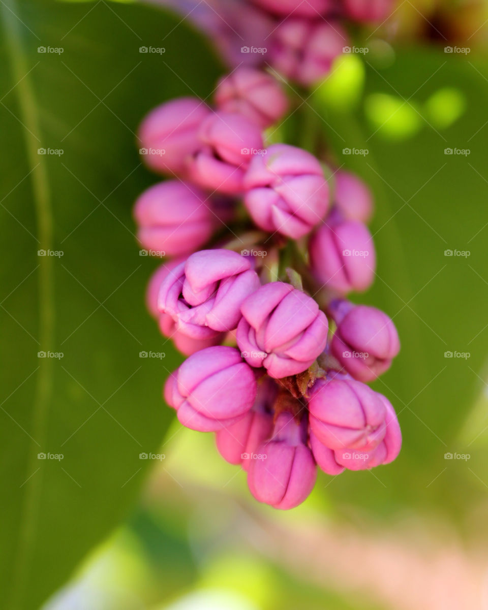 spring garden pink flower by cataana