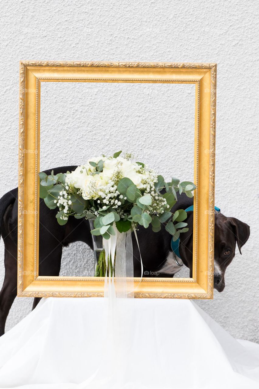 Funny curious dog steps into the picture while shooting a bridal bouquet with an old wooden golden painting frame 