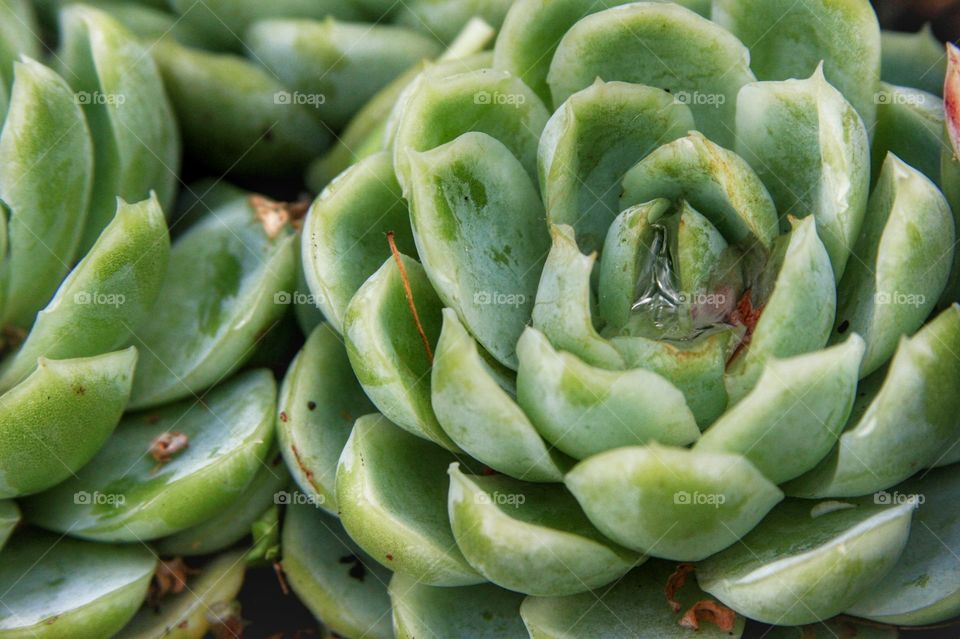 A closeup of a succulent with some water in the middle