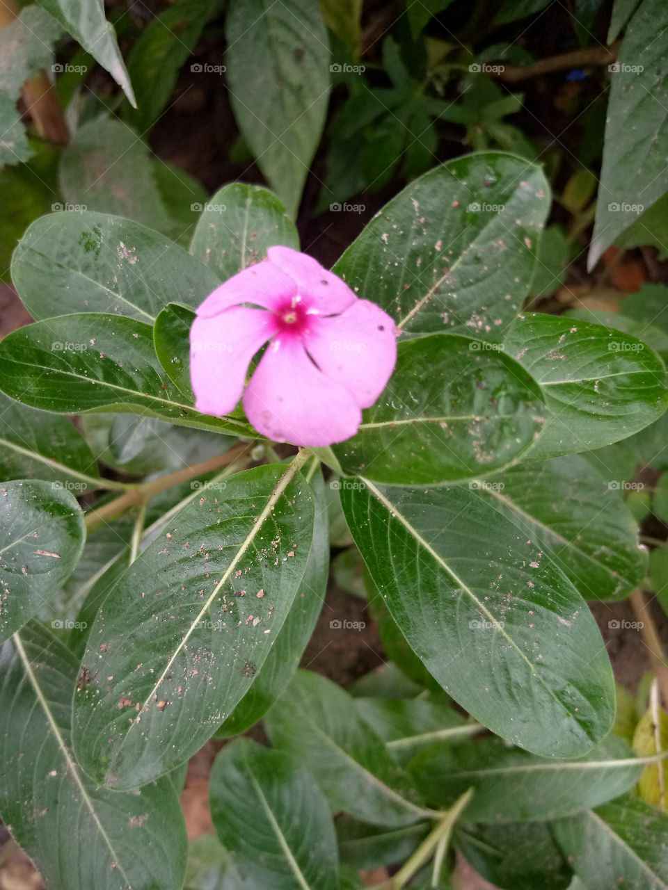 l love this flower but I don't know the name, this is because the flowers is of different colors and they are attractive. I see seen other colors like yellow and white, and now it's pink.