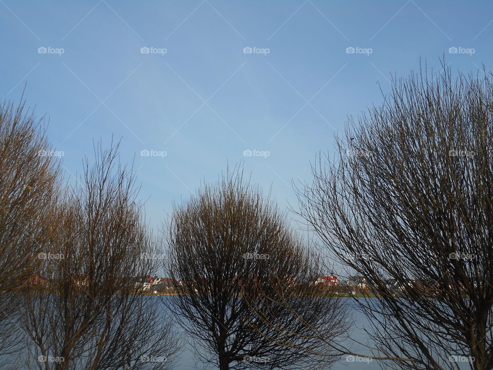 Winter, Tree, Snow, Landscape, No Person